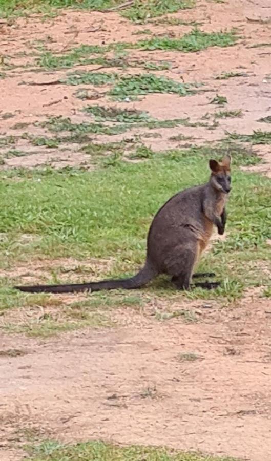 Bird Songs Getaway Accommodation Cabbage Tree Creek ภายนอก รูปภาพ